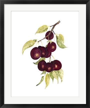 Framed Watercolor Plums Print