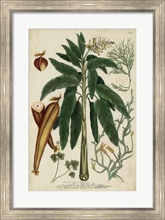 Framed Vintage Tropicals II Print