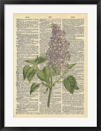 Framed Lilac Print