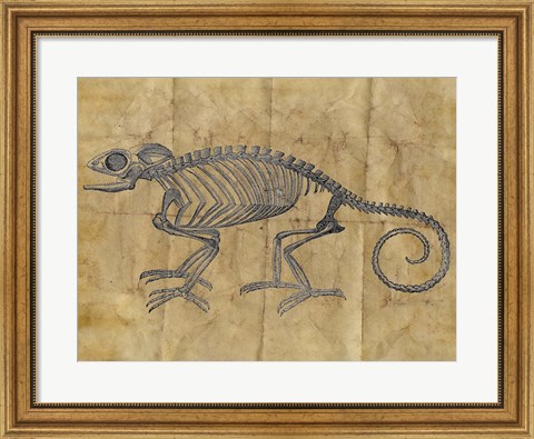 Framed Chameleon I Print