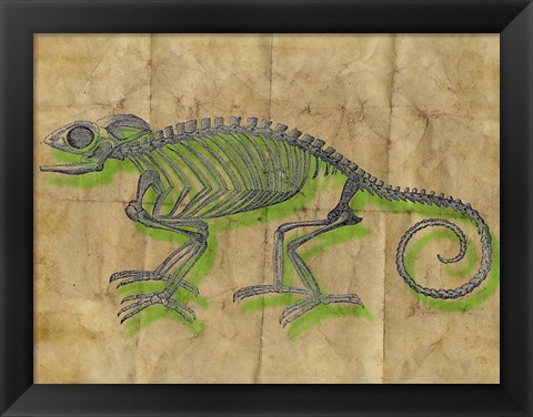 Framed Chameleon III Print