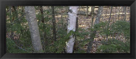 Framed Vermont Camo Print