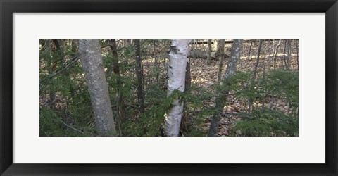 Framed Vermont Camo Print