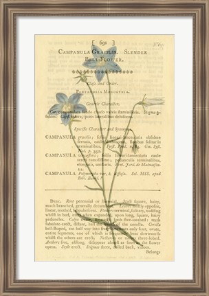 Framed Bell Flower Print