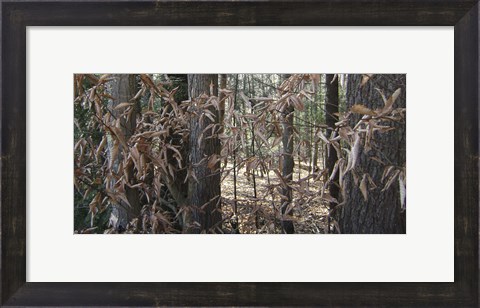 Framed Trees &amp; Leaves Camo Print