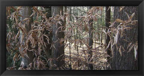 Framed Trees &amp; Leaves Camo Print