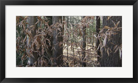 Framed Trees &amp; Leaves Camo Print