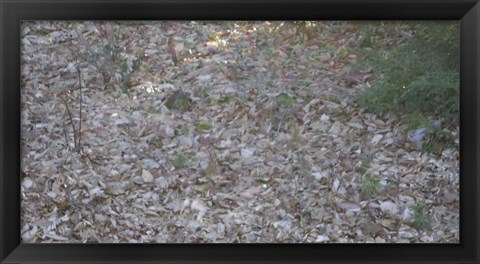 Framed Leaves &amp; Trees Print