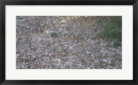 Framed Leaves &amp; Trees Print