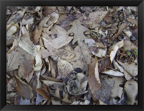 Framed Leaf Camo Print