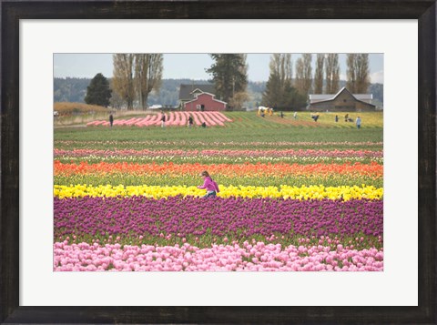 Framed Tulip Farm, Washington Print