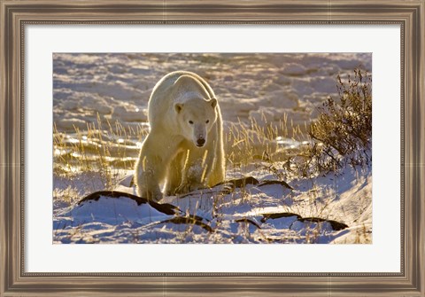 Framed Churchchill Polar Bear Print