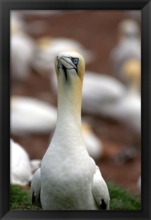 Framed Northern Gannet bird Print