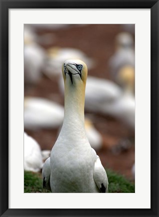 Framed Northern Gannet bird Print