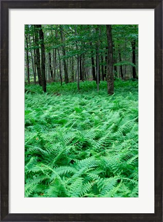 Framed Quebec Maple Tree Forest Print