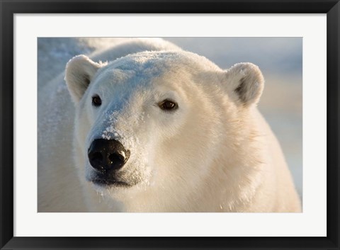 Framed Canada, Manitoba, Hudson Bay, Churchill Polar bear Print