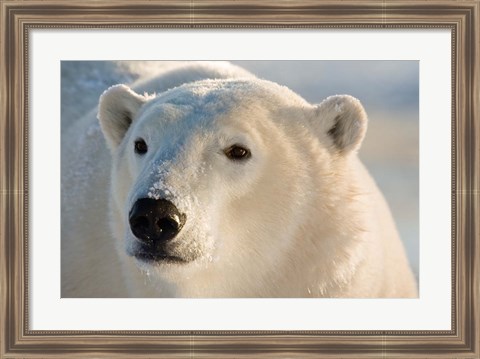 Framed Canada, Manitoba, Hudson Bay, Churchill Polar bear Print