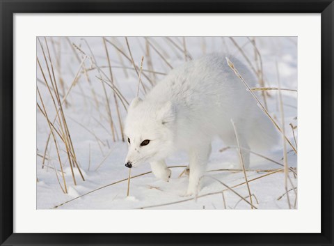 Framed Churchill Arctic Fox Print