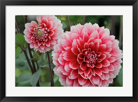 Framed St Andrews Dahlia Flowers Print