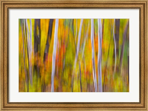 Framed Autumn Colors in Forest Print