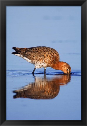 Framed Black-Tailed Godwit Bird Print