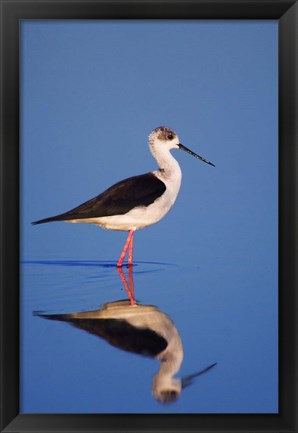 Framed Black-Winged Stilt Bird Print