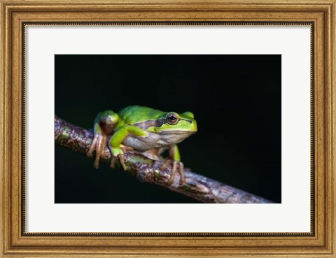 Framed Tree Frog in Lake Neusiedl Print