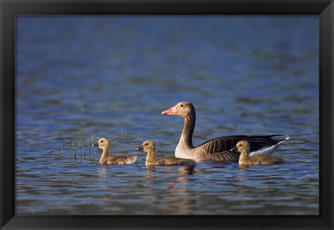 Framed Greylag Goose Print