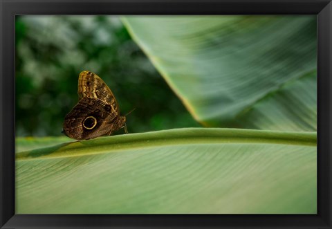 Framed Butterfly on a Leaf Print