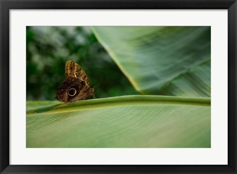 Framed Butterfly on a Leaf Print