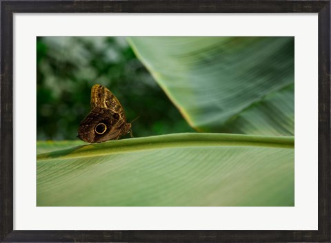 Framed Butterfly on a Leaf Print