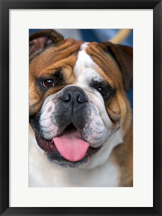 Framed English Bulldog in Belgium Print