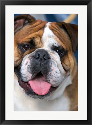 Framed English Bulldog in Belgium Print