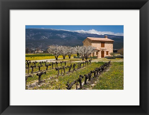 Framed Stone House and Vineyard, Mt Ventoux Print