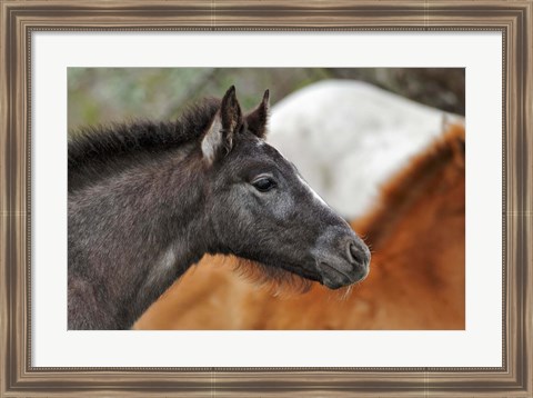 Framed Camargue Horse Foal Print