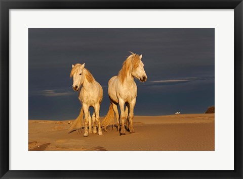 Framed Camargue Horse on Beach at Sunrise Print