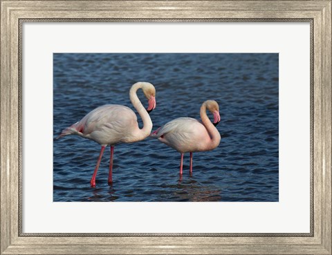 Framed Greater Flamingo bird, Camargue, France Print
