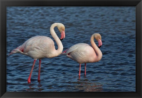 Framed Greater Flamingo bird, Camargue, France Print