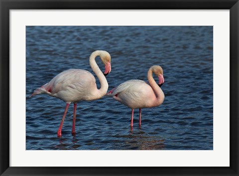 Framed Greater Flamingo bird, Camargue, France Print