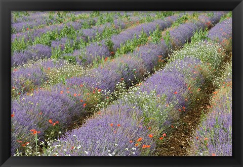 Framed Rows of Lavender in France Print