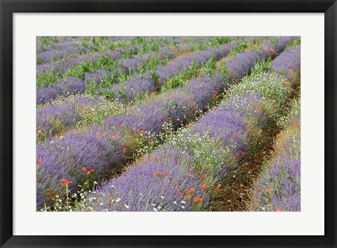 Framed Rows of Lavender in France Print