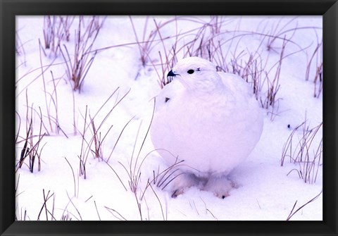 Framed Rock Ptarmigan Print