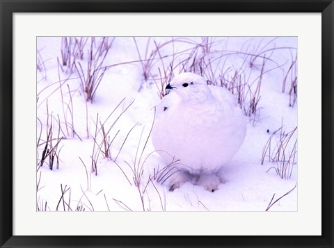 Framed Rock Ptarmigan Print