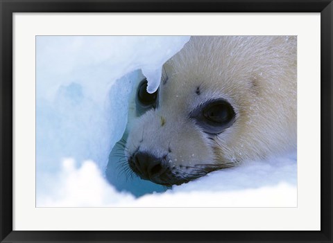 Framed Seal Pup on Gulf of St. Lawrence Print