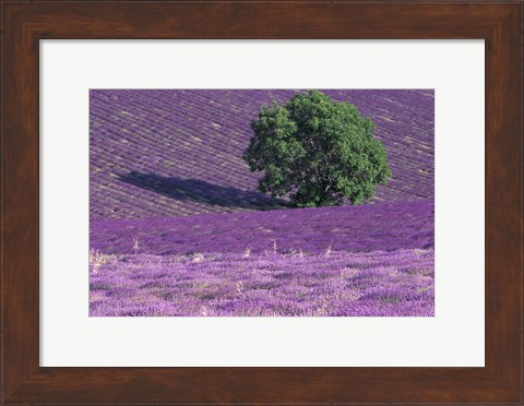 Framed Lavender Fields, France Print