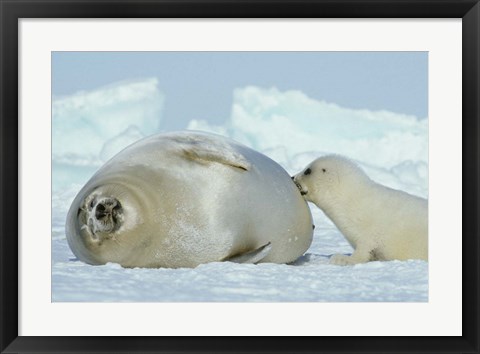 Framed Harp Seal on Magdalen Island Print