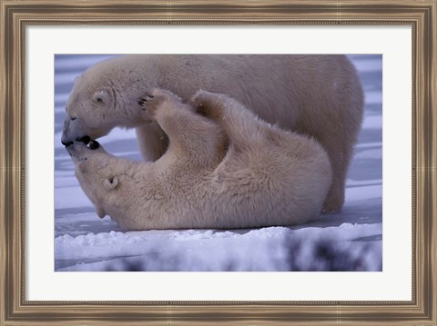 Framed Polar Bears in Canada Print