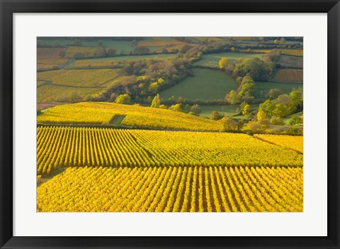 Framed Autumn Morning in Pouilly-Fuiss&#39; Vineyards Print