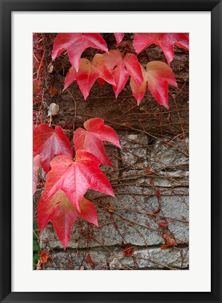 Framed Red Ivy on Stone Wall Print