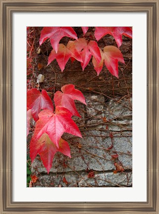 Framed Red Ivy on Stone Wall Print